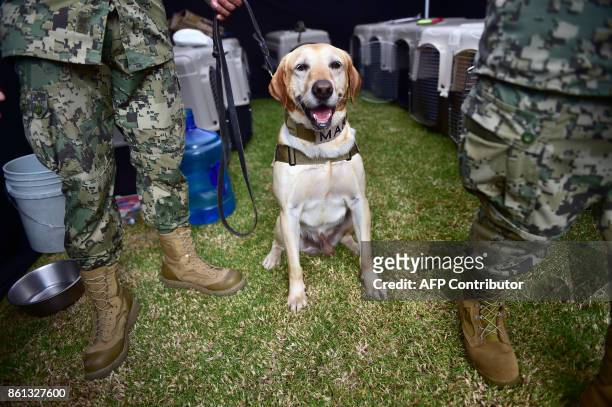 Mexican rescue dog "Coco", which took part in the search for victims of the last earthquake, is acknowledged during an exhibition at the headquarters...