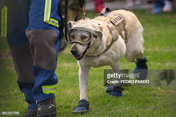 Mexican rescue dog "Frida", which took part in the search for victims of the last earthquake, is acknowledged during an exhibition at the...
