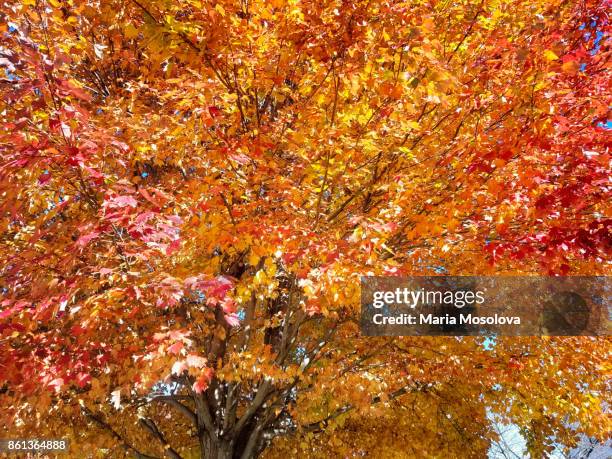 Maple R Tree Color 424 Maple Tree Changing Color Stock Photos, High-Res Pictures, and ...