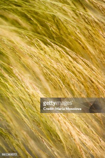 mexican feather grass."ntexas needle grass. stipa tenuissima - stipa stock pictures, royalty-free photos & images
