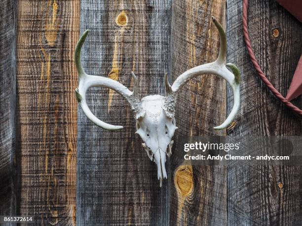 deer skull - andy clement stock pictures, royalty-free photos & images