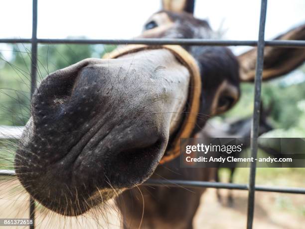 donkey nose - andy clement stock pictures, royalty-free photos & images