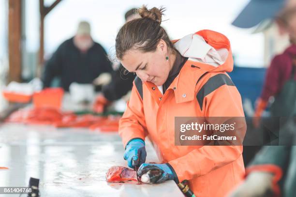 cleaning freshly caught salmon - wildlife trade stock pictures, royalty-free photos & images