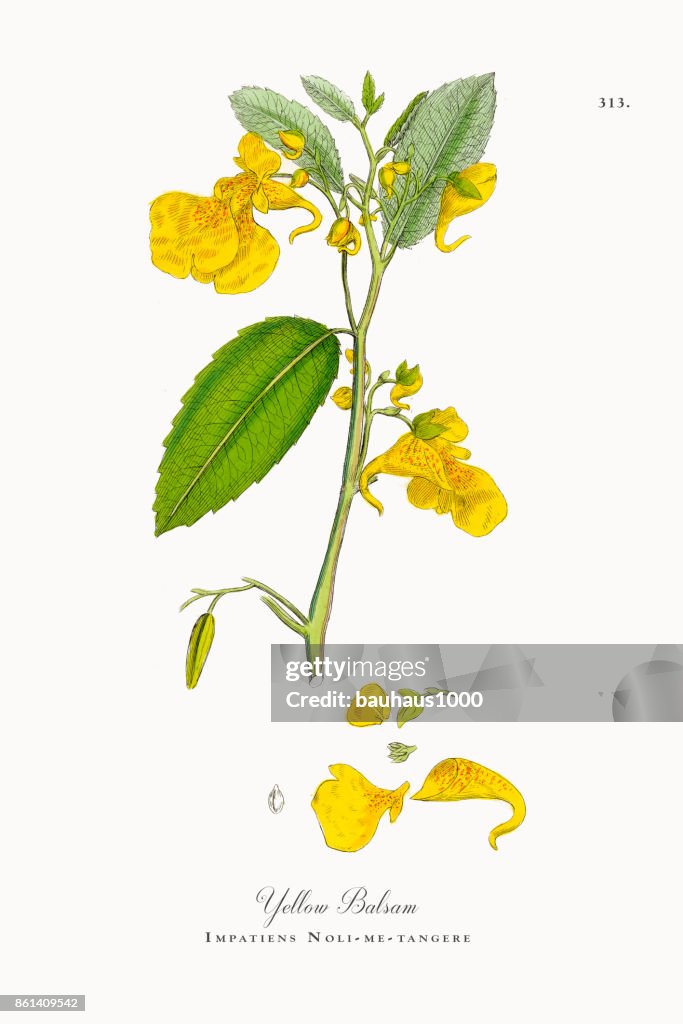 Yellow Balsam, Impatiens Noli-me-tangere, Victorian Botanical Illustration, 1863