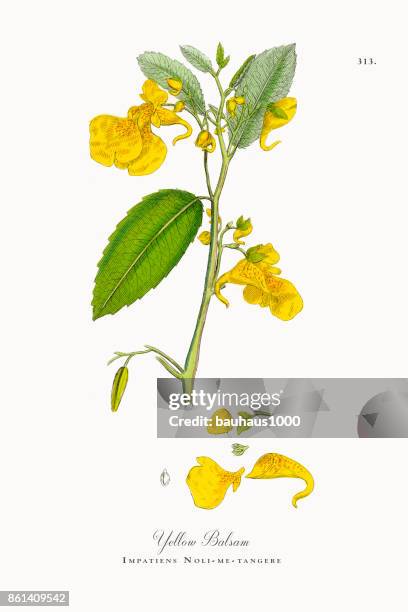 yellow balsam, impatiens noli-me-tangere, victorian botanical illustration, 1863 - abies balsamea stock illustrations