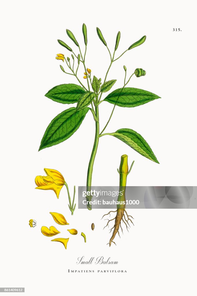 Small Balsam, Impatiens parviflora, Victorian Botanical Illustration, 1863