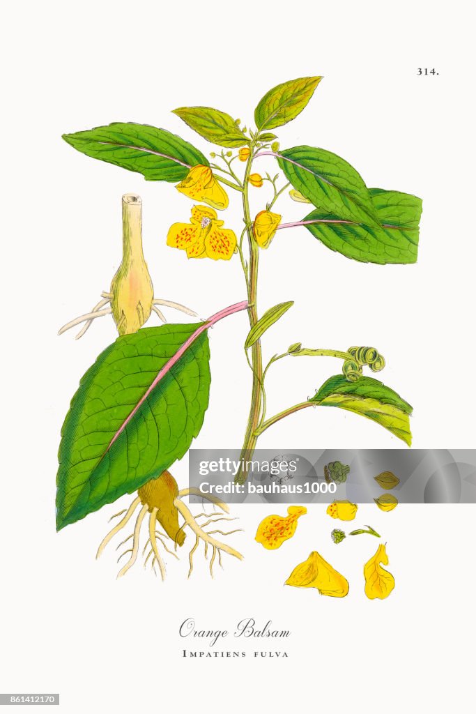 Orange Balsam, Impatiens fulva, Victorian Botanical Illustration, 1863