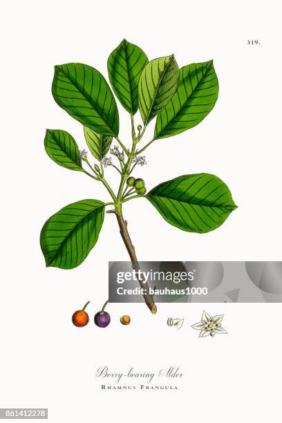 berry-bearing alder, rhamnus frangula, victorian botanical illustration, 1863 - buckthorn stock illustrations