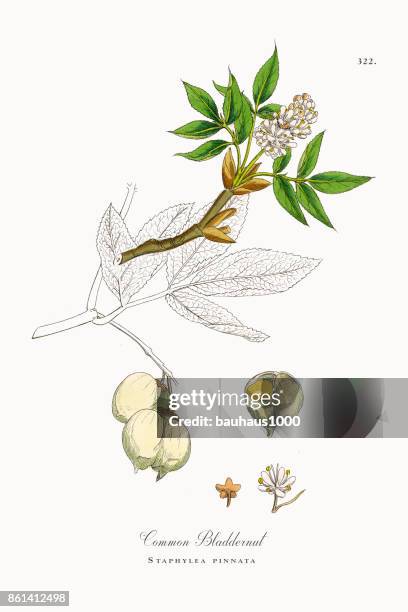 common bladdernut, staphylea pinnata, victorian botanical illustration, 1863 - bladderwort stock illustrations