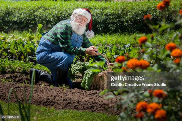 santa claus harvesting his vegetable garden with his wicker basket - santa hat and beard stock pictures, royalty-free photos & images