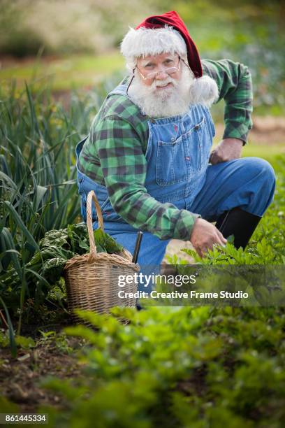 cool santa claus gardening and harvesting with his wicker basket - kerstman cool stockfoto's en -beelden