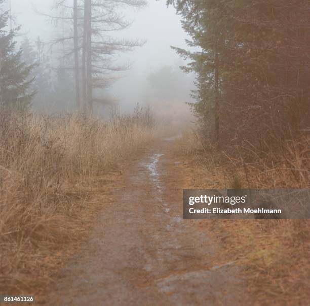 montana hiking path - tamarack stock pictures, royalty-free photos & images