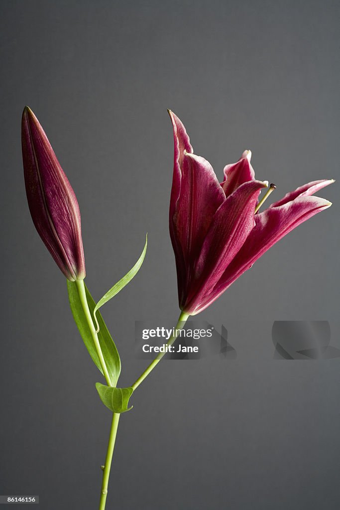 Stargazer lily (Lilium orientalis)