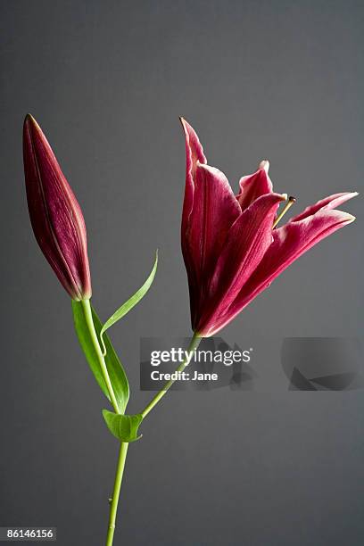 stargazer lily (lilium orientalis) - lilium stargazer - fotografias e filmes do acervo