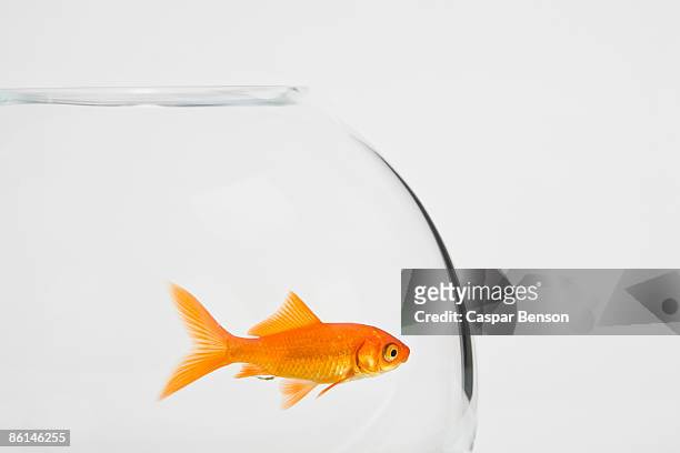 a goldfish in a fishbowl - guldfisk bildbanksfoton och bilder