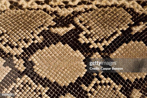 snake skin - brown snake stockfoto's en -beelden