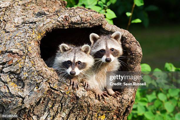 two raccoons in a tree hollow - cute animals stock pictures, royalty-free photos & images