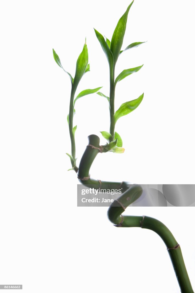 Lucky Bamboo (Dracaena sanderiana)