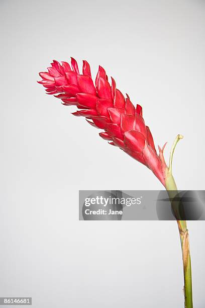 red ginger (alpinia purpurata) flower - gingerlily stock pictures, royalty-free photos & images