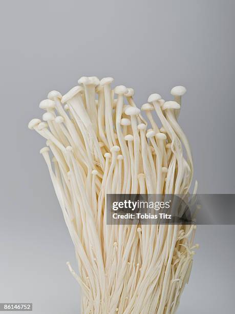 enokitake mushrooms - enoki mushroom stock-fotos und bilder