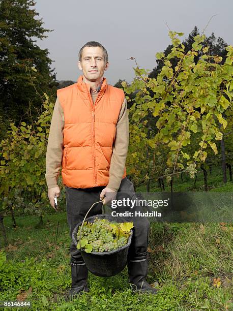 a vintner posing with a bucket of grapes - vignerons photos et images de collection