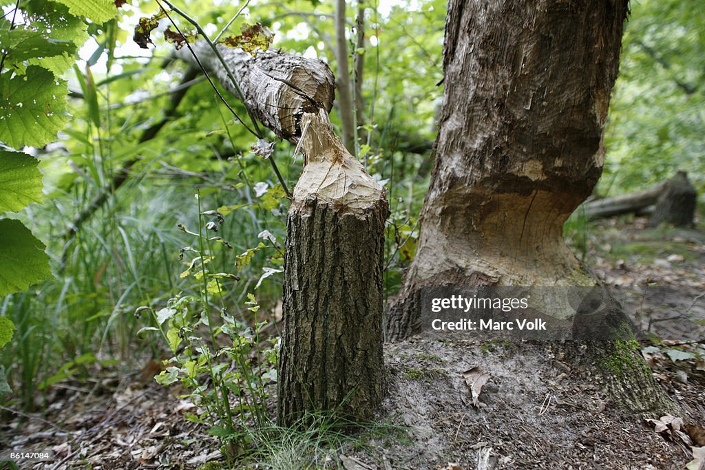 Tree trunks gnawed by beavers