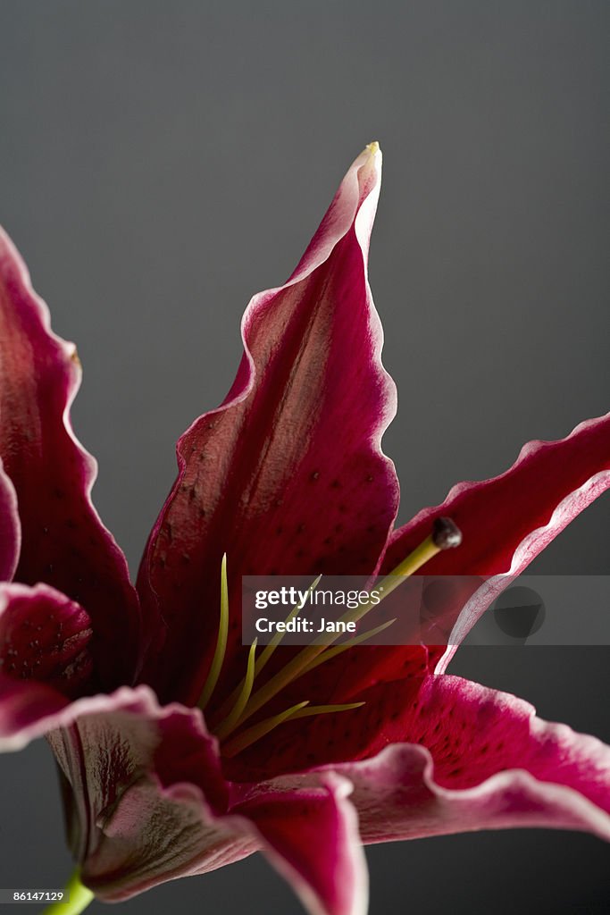 Stargazer lily (Lilium orientalis)