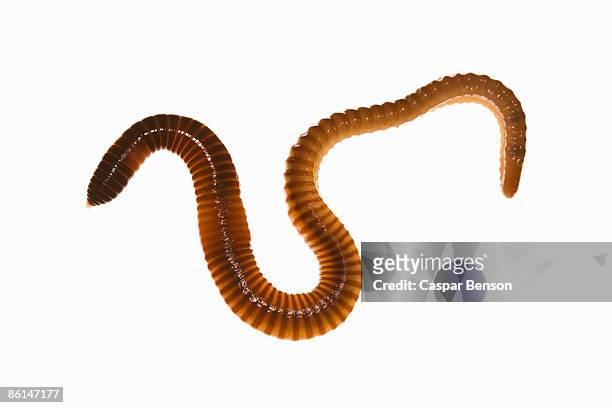 a worm - worm stock pictures, royalty-free photos & images