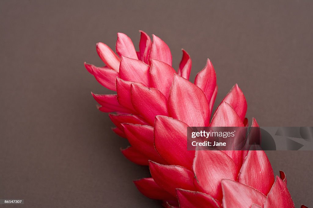 Red Ginger (Alpinia purpurata) flower