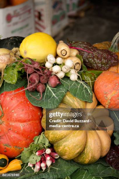 fall vegetables on display.  squash, pumpkin, carrots, beets, turnips, kale, and curries. - pemberton valley stock pictures, royalty-free photos & images