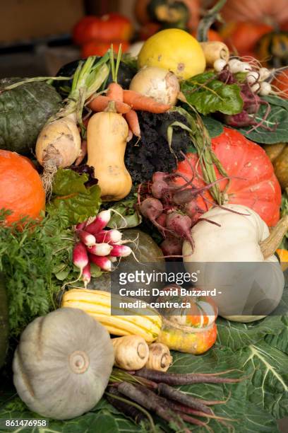 fall vegetables on display.  squash, pumpkin, carrots, beets, turnips, kale, and curries. - farm to table stock pictures, royalty-free photos & images