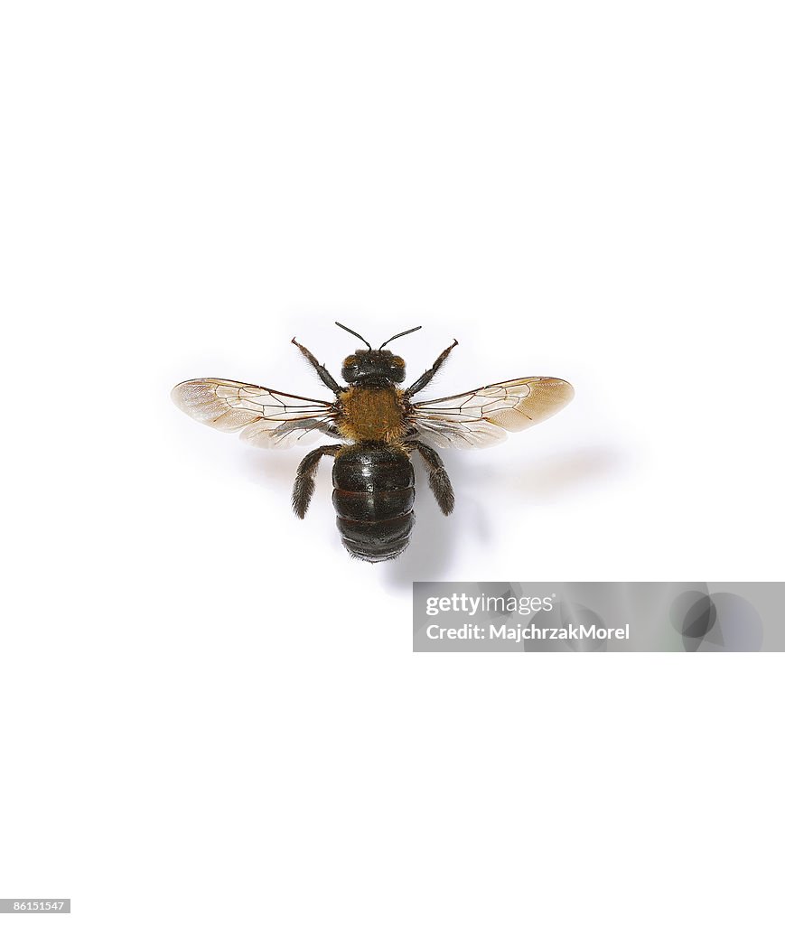 American Bumble Bee on White