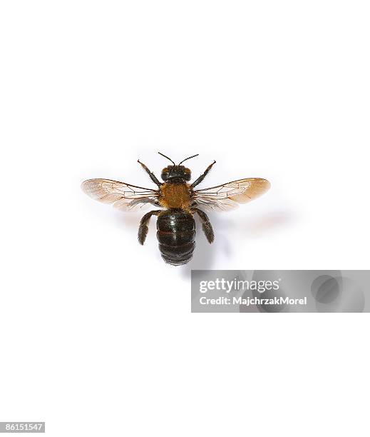 american bumble bee on white - bumblebee stock pictures, royalty-free photos & images
