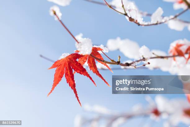 red and yellow fall maple tree covered in snow at kawakuchiko lake, japan - lovely frozen leaves stock pictures, royalty-free photos & images