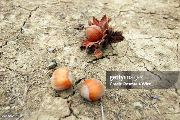 Exploded Hazelnut 315 Hazelnut Farm Stock Photos, High-Res Pictures, and Images - Getty ...