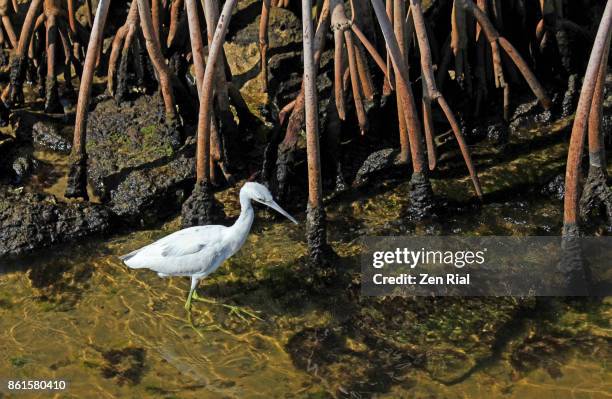 immature little blue heron - egretta caerulea foraging in shallow water among mangrove roots - stuart florida imagens e fotografias de stock