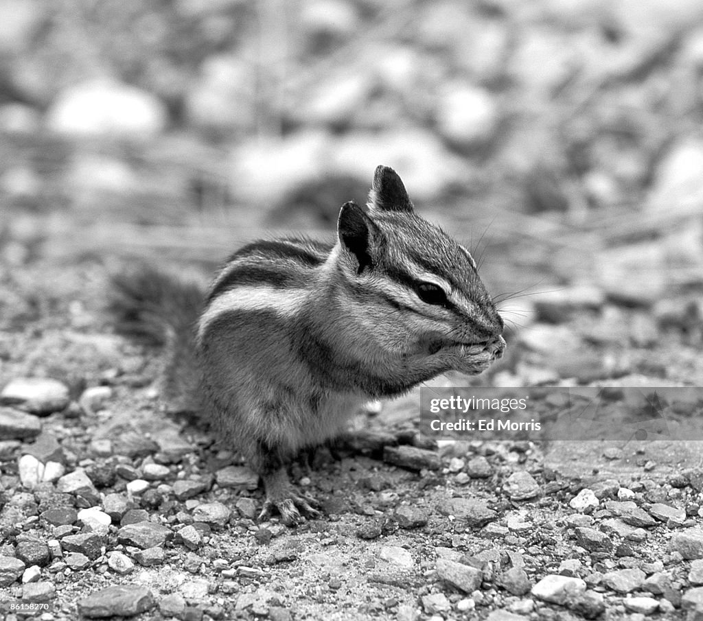 Chipmunk sitting upright and eating nut