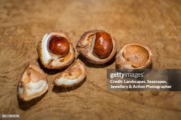 Empty Conker Shell 2,166 Conker Stock Photos, High-Res Pictures, and Images - Getty Images