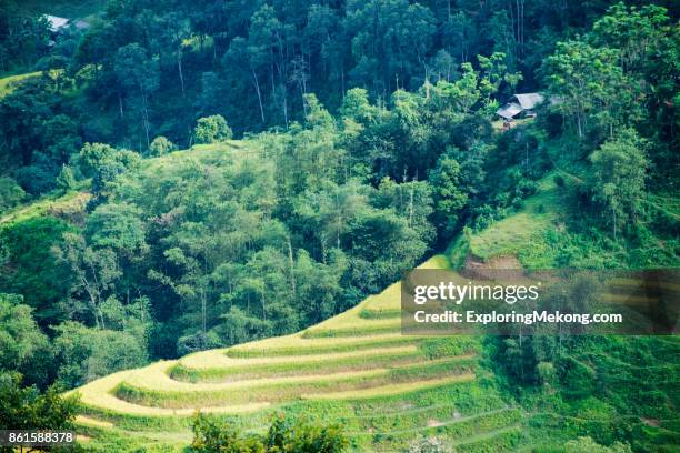 vietnam landscape with terrace fields - terraced cottage stock pictures, royalty-free photos & images