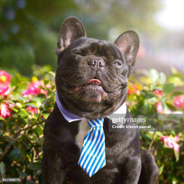 happy french bulldog smiling in a park - bulldog frances imagens e fotografias de stock