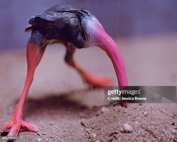 ostrich with head in sand - head in sand stock-fotos und bilder