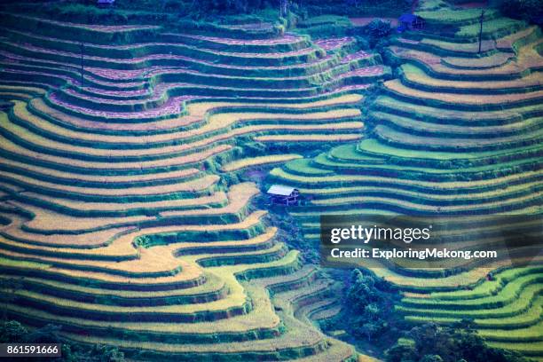 vietnam landscape with terrace fields - terraced cottage stock pictures, royalty-free photos & images