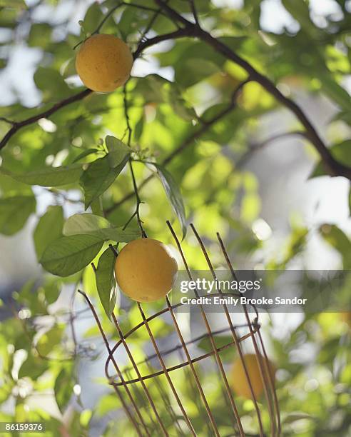 fruit picker taking oranges from tree - fruit pickers stock pictures, royalty-free photos & images
