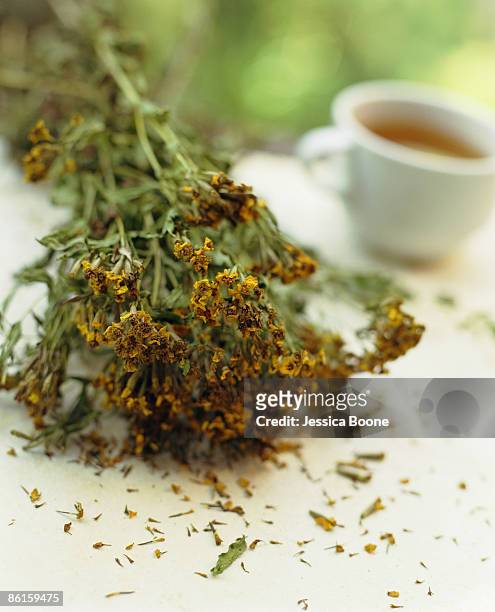 santa maria herb - chrysanthemum parthenium stock pictures, royalty-free photos & images