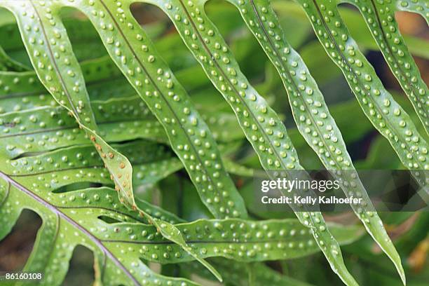 spores on fern leaves - polypodiaceae stock pictures, royalty-free photos & images