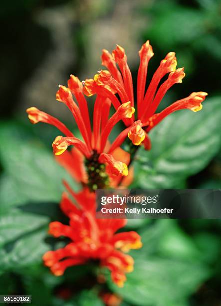 justicia flowers - acanthaceae stock pictures, royalty-free photos & images