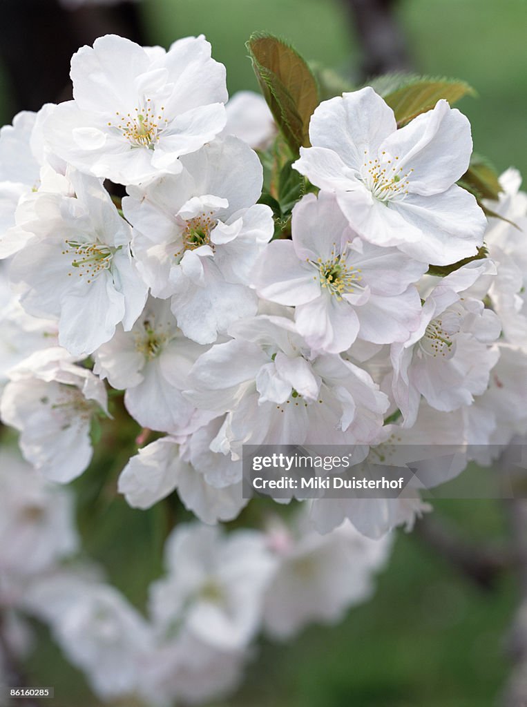 Delicate cherry blossoms