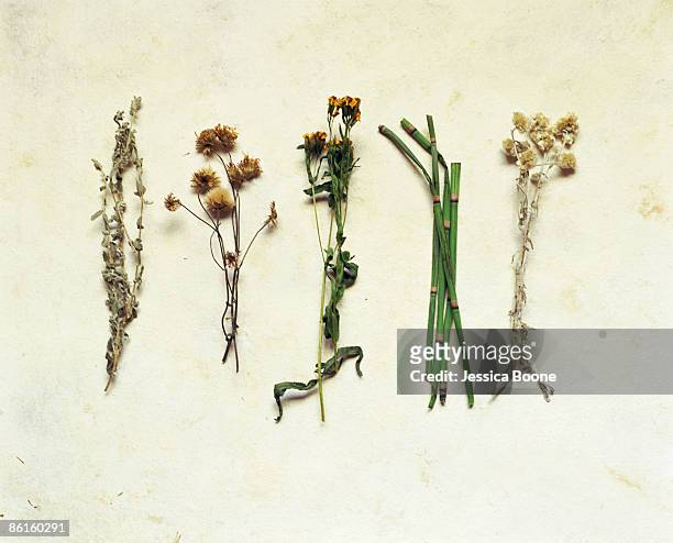 medicinal herbs - chrysanthemum parthenium stock pictures, royalty-free photos & images