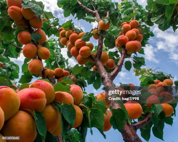 apricot tree and sky - apricot tree stock pictures, royalty-free photos & images