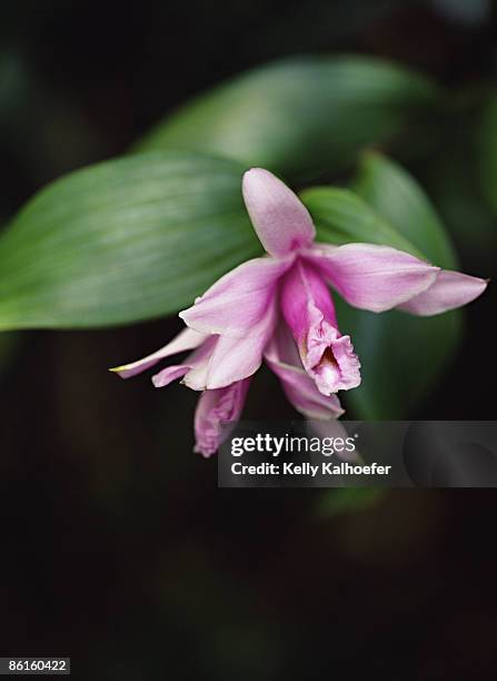 sobralia decora - sobralia stock pictures, royalty-free photos & images